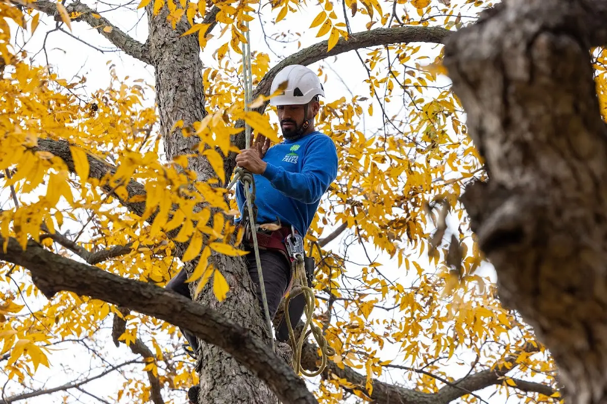 Skilled Storm Damage Cleanup crew working in Anderson